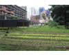 Hotel Venezuela garden 10 thum