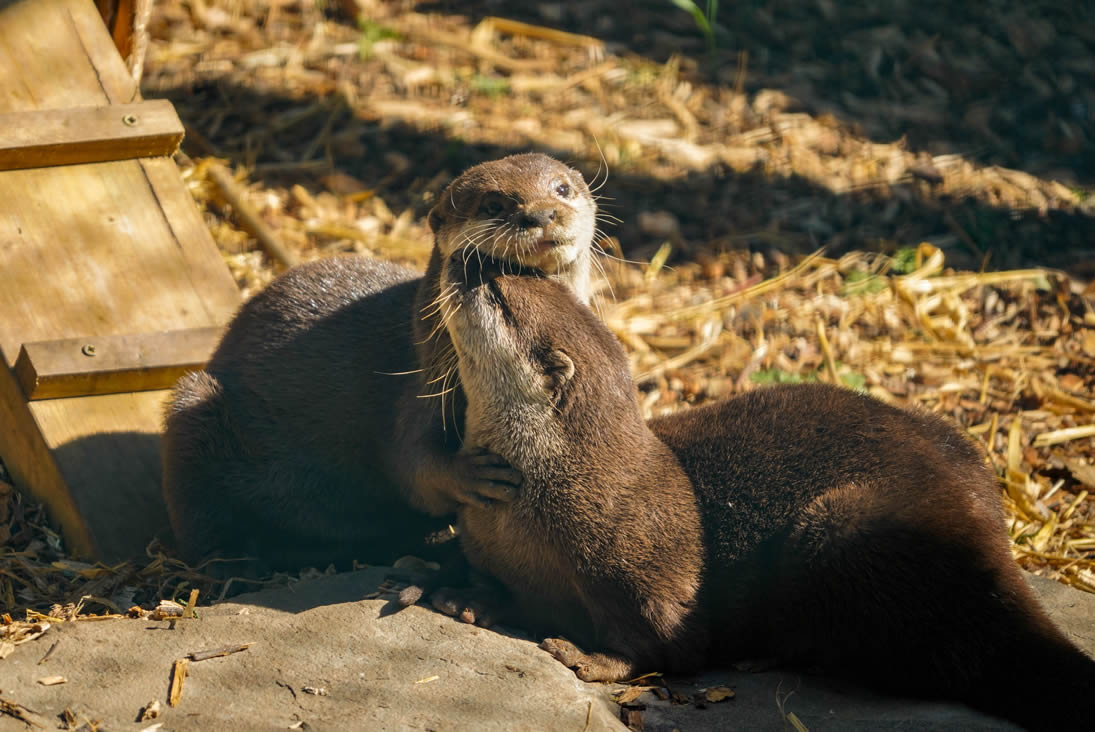 51796f31-656d-30bd-6d8c-f1038b