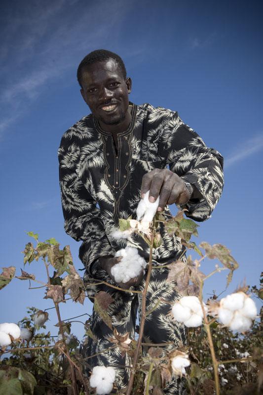 cotton picking