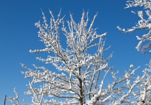 wintertree