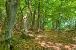 ash trees