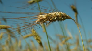 harvest 17